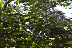 Neuropeltis malabarica